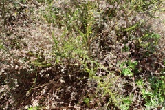 Aspalathus spinosa spinosa
