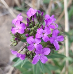 Hesperis matronalis