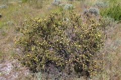 Leucadendron levisanus