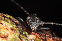 Nadezhdiella cantori