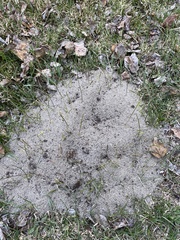 Castorimorpha