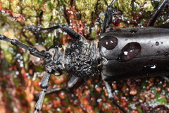 Nadezhdiella cantori