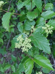 Viburnum scabrellum