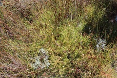 Diastella proteoides