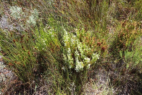 Image of Erica margaritacea by (c) Brian du Preez, some rights reserved (CC BY-SA)