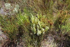 Erica margaritacea