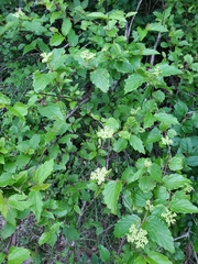 Viburnum scabrellum