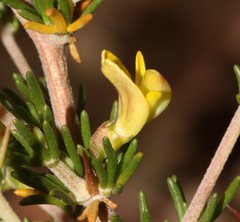 Aspalathus spinosa spinosa