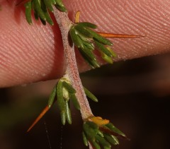Aspalathus spinosa spinosa