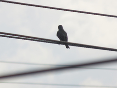 Tyrannus melancholicus