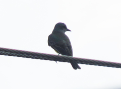 Tyrannus melancholicus