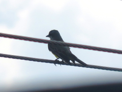 Tyrannus melancholicus