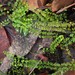 Lindsaea incisa - Photo 由 Adrian Gale 所上傳的 (c) Adrian Gale，保留部份權利CC BY-NC
