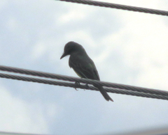 Tyrannus melancholicus