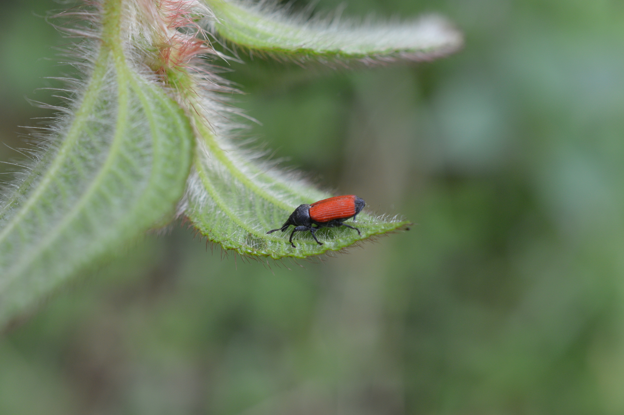 Prionomagdalis luteipennis image