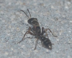 Formicidae