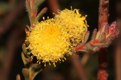 Leucadendron levisanus