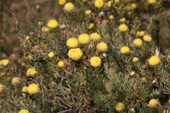 Leucadendron levisanus