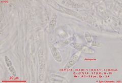 Cryptodiscus pallidus