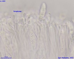 Cryptodiscus pallidus