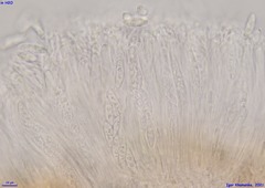 Cryptodiscus pallidus