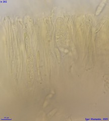 Cryptodiscus pallidus