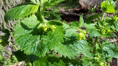 Scrophularia vernalis