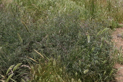 Vicia ludoviciana