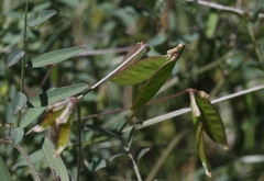 Vicia ludoviciana