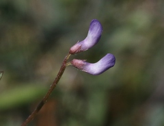 Vicia ludoviciana