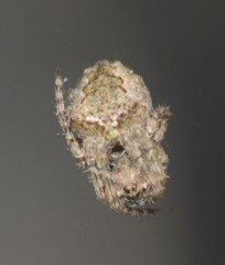 Parawixia