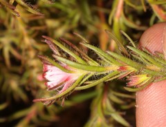 Diastella proteoides