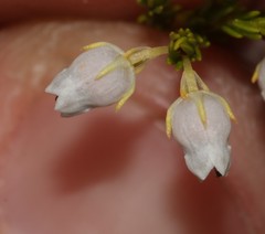 Erica margaritacea