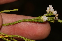 Erica margaritacea