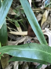 Taeniaptera angulata