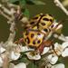 Punctate Flower Chafer - Photo (c) Reiner Richter, some rights reserved (CC BY-NC-SA), uploaded by Reiner Richter