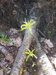 Lilieae