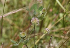 Trifolium microcephalum