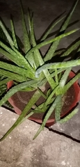 Aloe vera