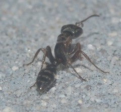 Formicidae