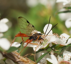 Aulacidae