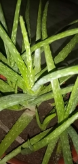 Aloe vera