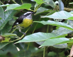 Coereba flaveola