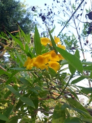 Tecoma stans