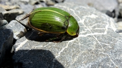 Stethaspis suturalis