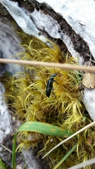 Selenopalpus cyaneus