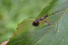 Toxotoma monovittata