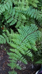 Hypolepis rufobarbata