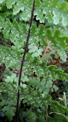 Hypolepis rufobarbata