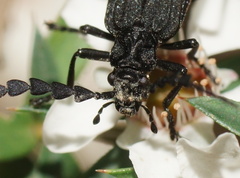 Pseudolycus haemorrhoidalis